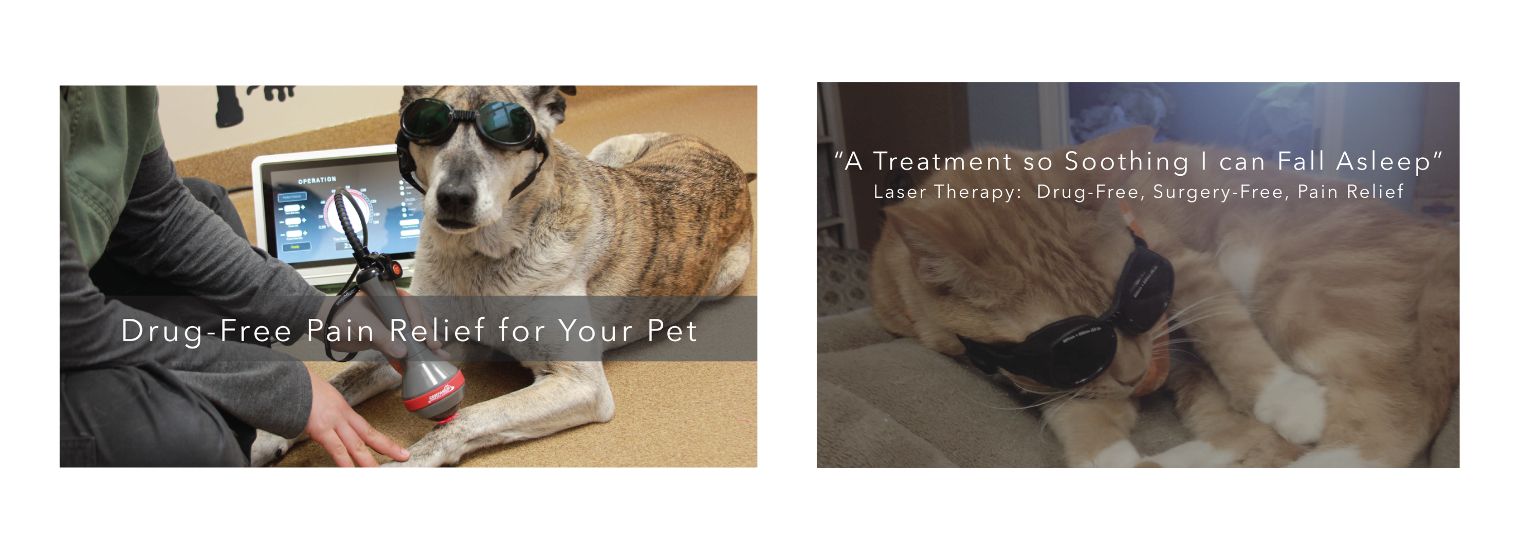 Dog and Cat Laser Therapy 