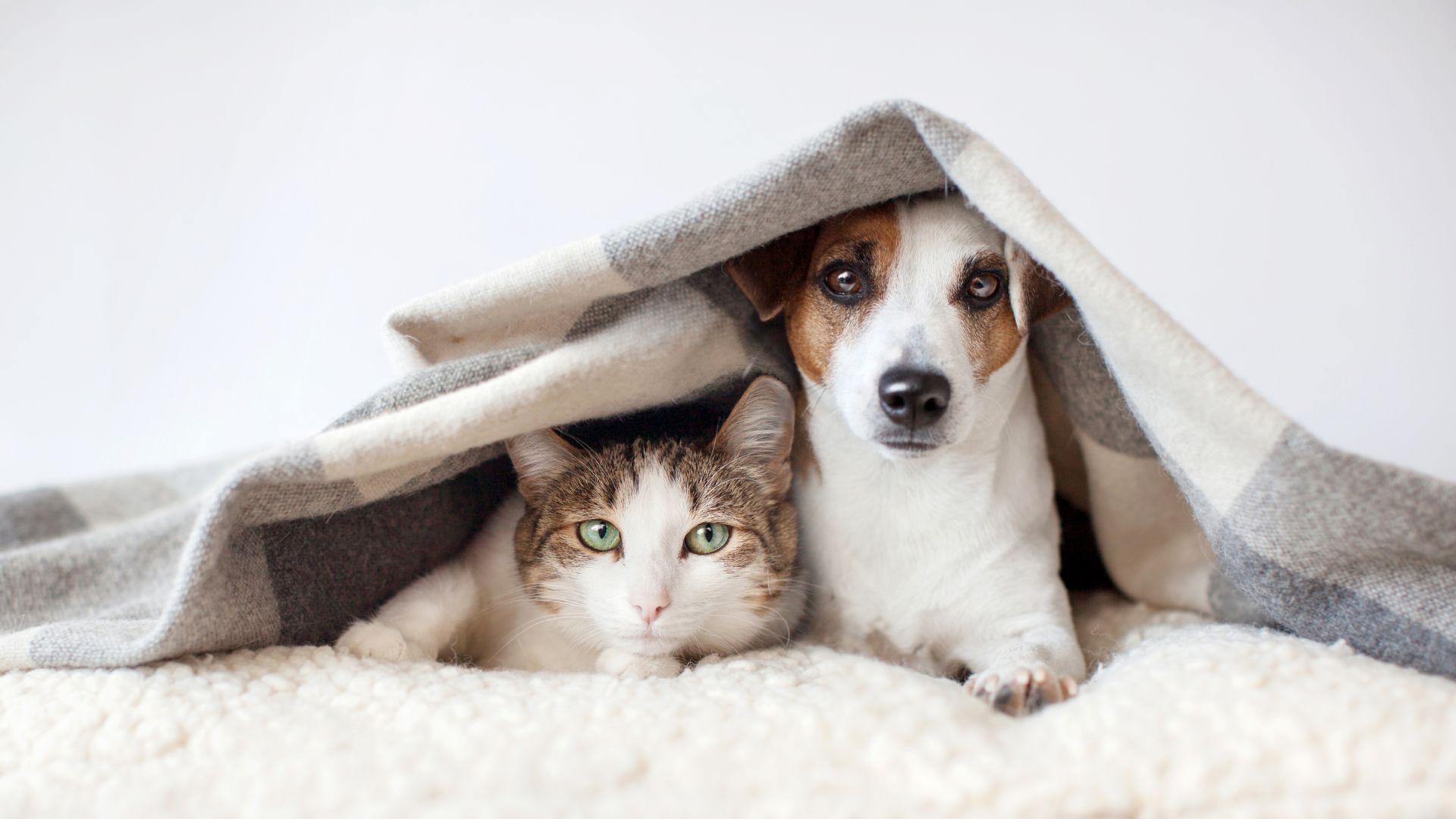 After Hours Pet Support Best Pets Vet Tewksbury