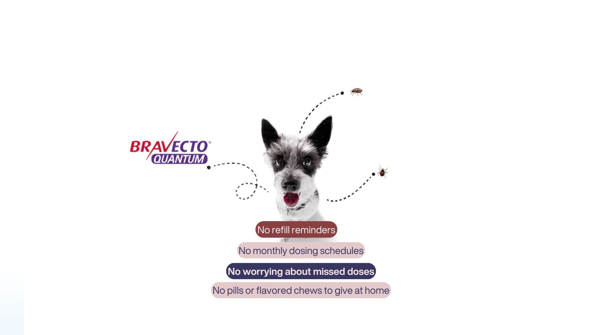 Flea & Tick Prevention Year-Round Tewksbury 