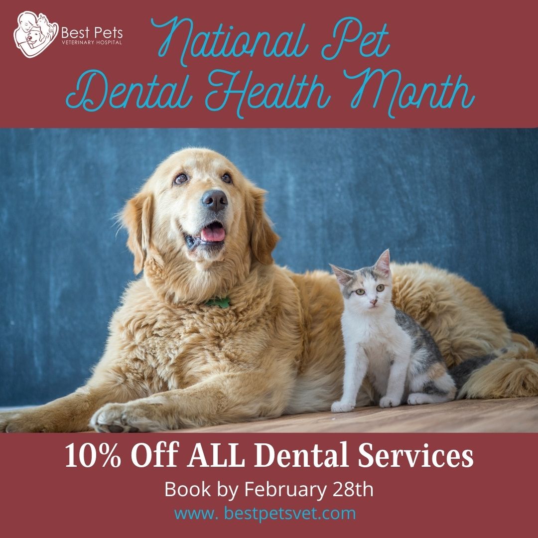 Dog and Cat Dental Promo