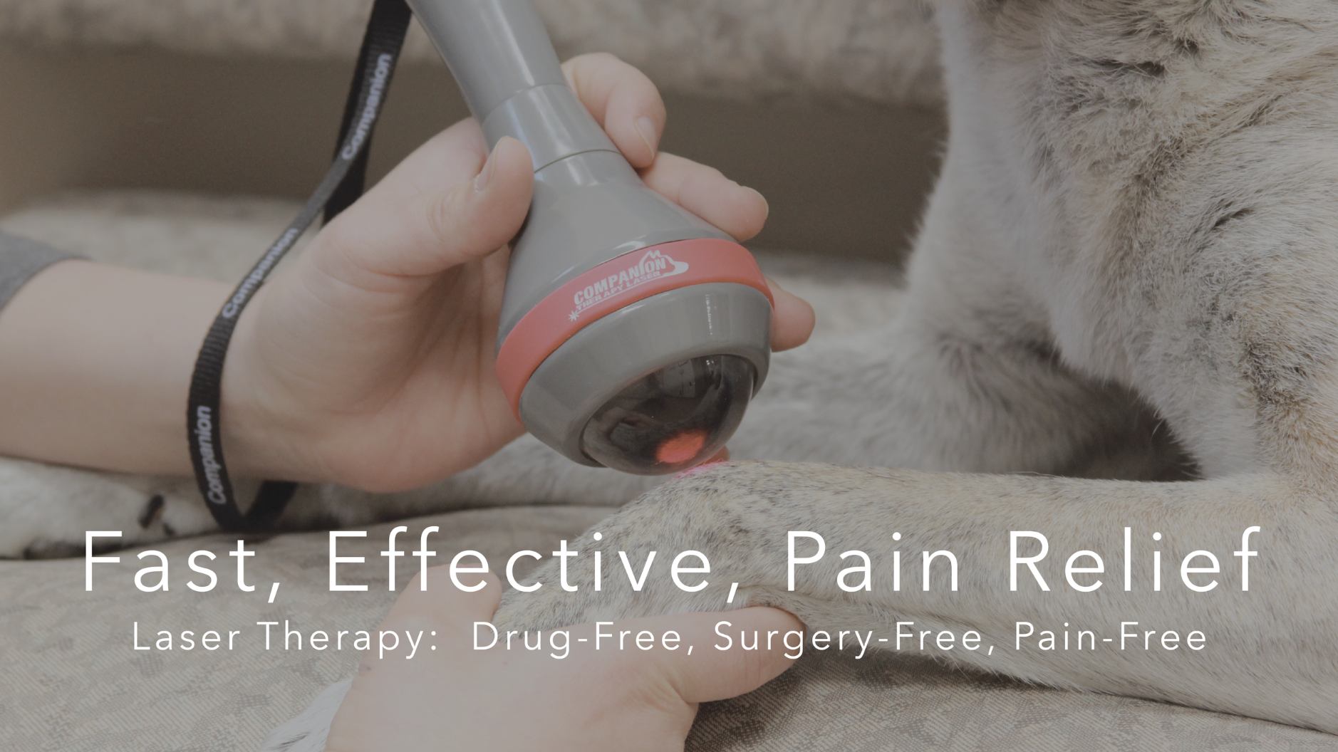 Laser Therapy for dogs and cats