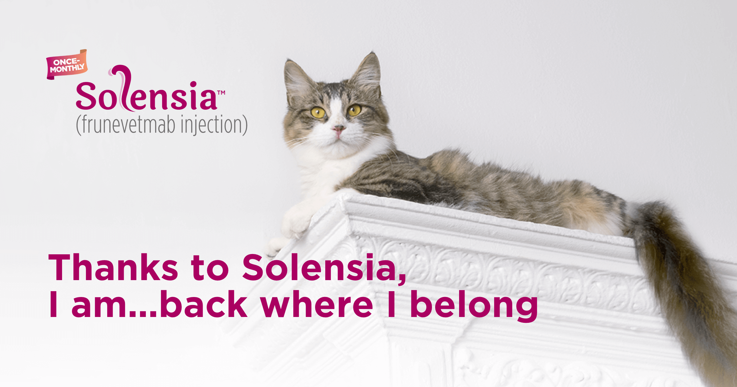 Solensia For Felines Tewksbury Best Pets