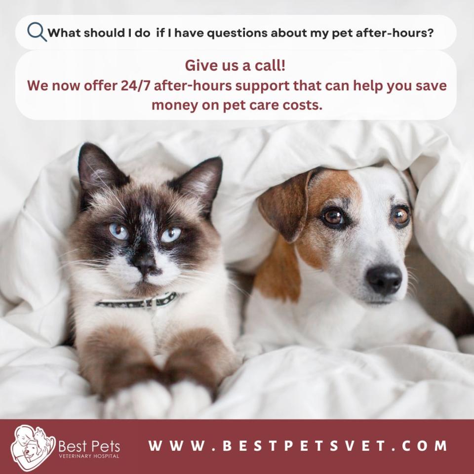 After Hours Support Best Pets Vet Tewksbury MA