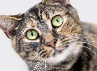 Establishing Truths Regarding Feline Heartworm Disease