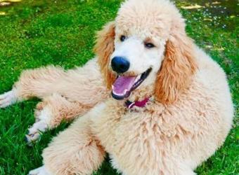 OFA Testing & Certification for Dogs: How It Leads to Healthier Dogs and Better Breeding