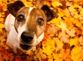 Avoid Pancreatitis in Dogs This Thanksgiving By Following These Tips