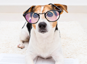 Help Your Pet With "The Back to School Blues"