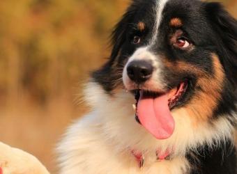 The Secret to Dog Training: Why Positive Reinforcement Works But Punishment Doesn't