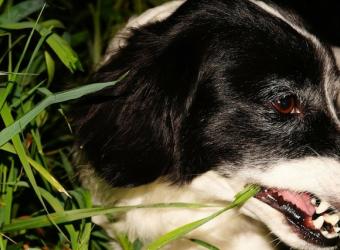 Why Does My Dog Eat Grass?