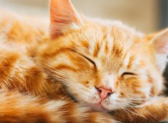 Feline Leukemia Virus (FeLV): What Every Cat Owner Should Know