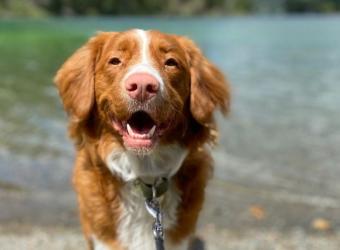 Leptospirosis: Why Protecting Your Dog Protects Your Family