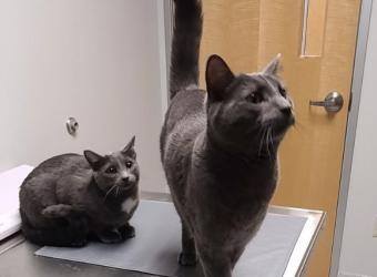 Filter Failure: What Happens When a Pet’s Kidneys Can't Keep Up