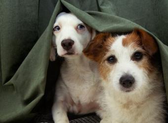 Why Are Dogs Scared of Thunder? Dog Thunderstorm Anxiety and Phobia Explained