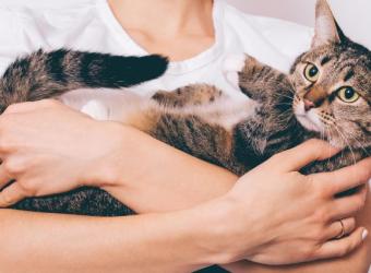 The Cost of Pet Ownership: Understanding How to Budget for a Dog or Cat’s Lifetime Expenses